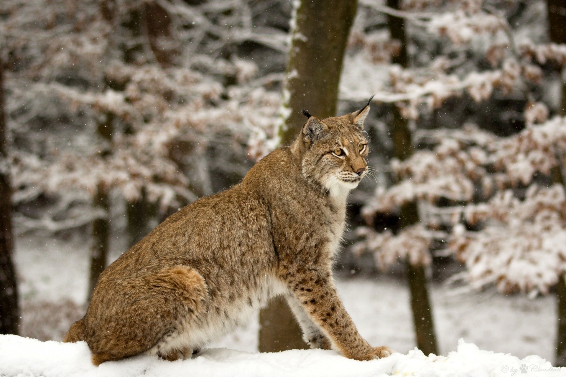 Download Animal Lynx HD Wallpaper