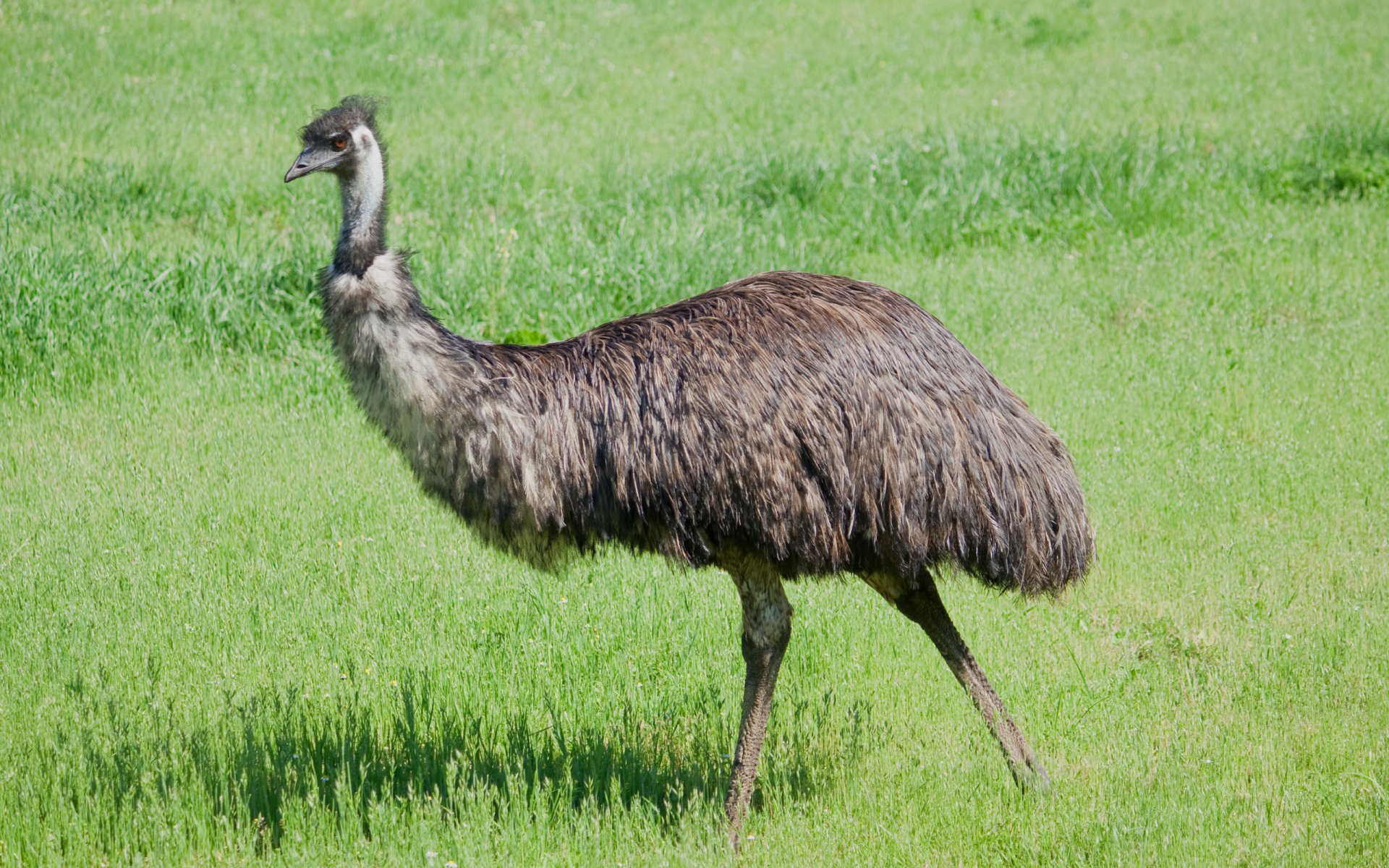 Emu (animal) standing on bright green grass in a 2K Quad HD PC desktop wallpaper background.