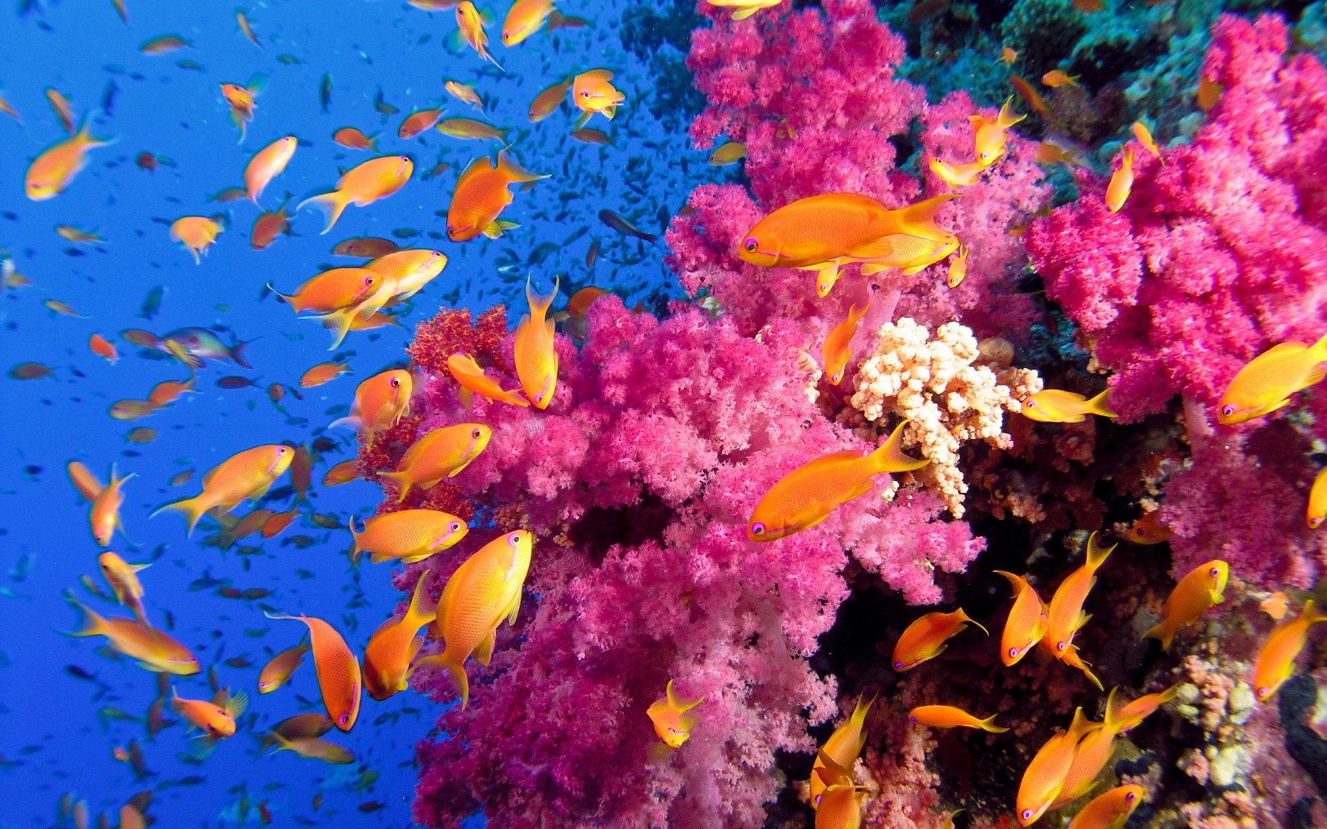 Vibrant HD PC desktop wallpaper showing a school of bright orange fish swimming near vivid pink coral in a clear blue ocean.