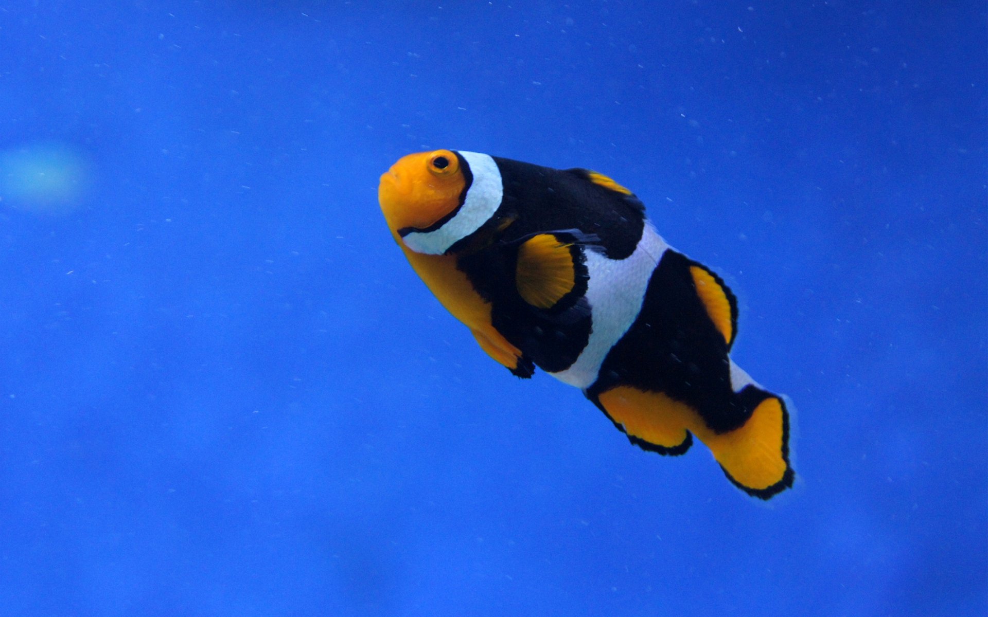 Clownfish HD Wallpaper | Background Image | 2560x1600