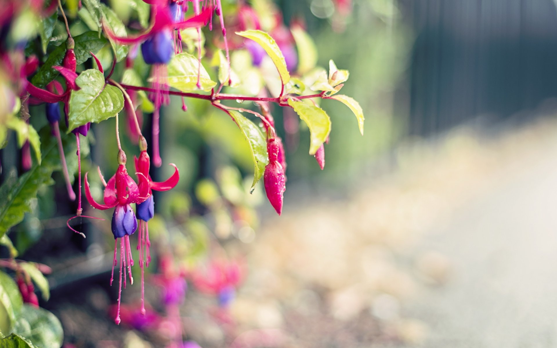 Fuchsia Full HD Wallpaper and Background Image 2560x1600 ID368883