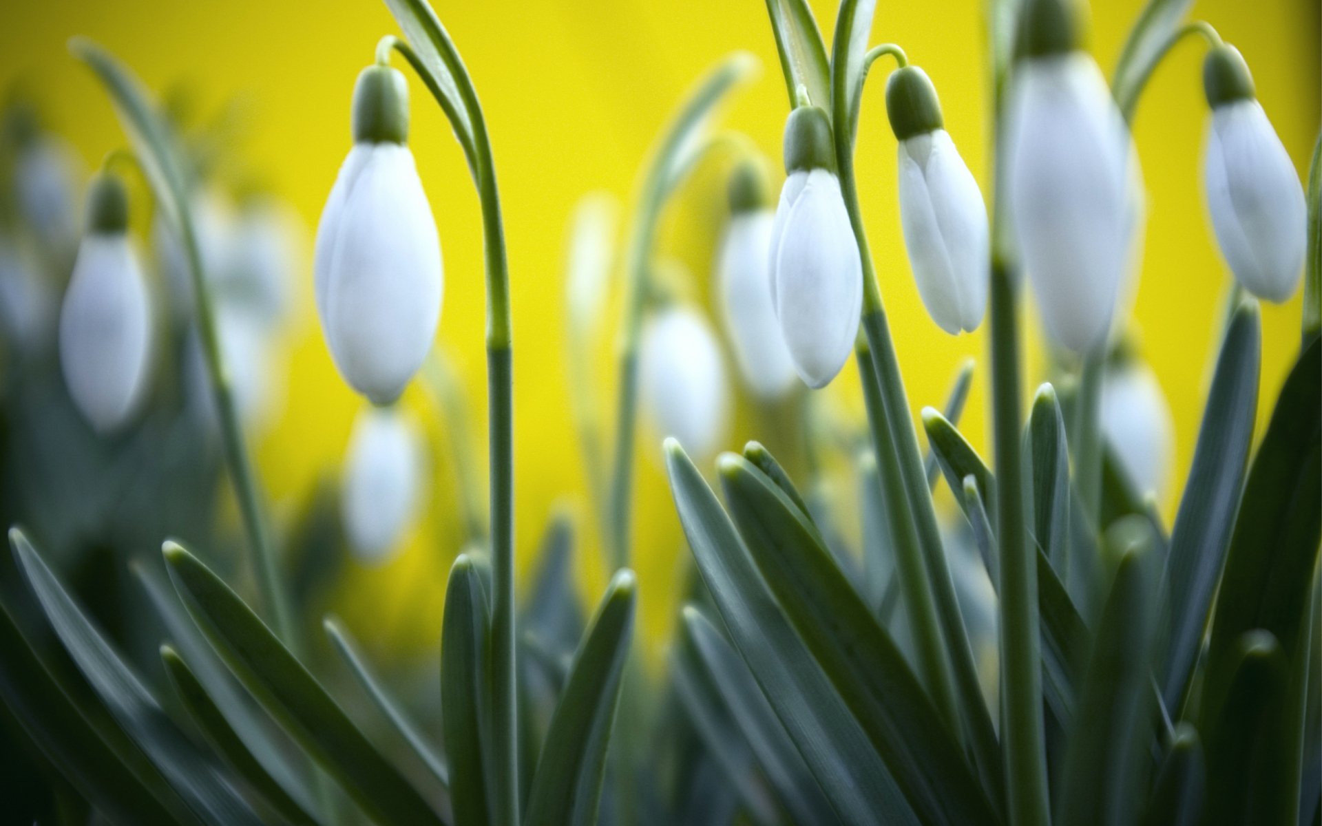 snowdrop-hd-wallpaper