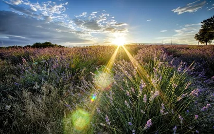 HD PC desktop wallpaper showcasing a vibrant nature scene with sunbeams streaming over a lavender field under a partly cloudy sky.