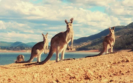 HD desktop wallpaper showing a group of kangaroos standing on a sandy shore with mountains and a lake in the background under a partly cloudy sky.