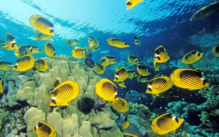 fish Animal butterflyfish HD Desktop Wallpaper | Background Image