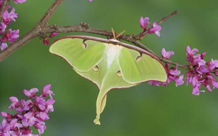 HD desktop wallpaper featuring a vibrant luna moth resting on a branch with pink blossoms against a soft green background.