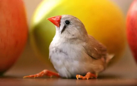 Close-up HD desktop wallpaper of a small finch bird with a bright orange beak, set against a blurred background of colorful fruits.