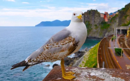 Animal seagull HD Desktop Wallpaper | Background Image