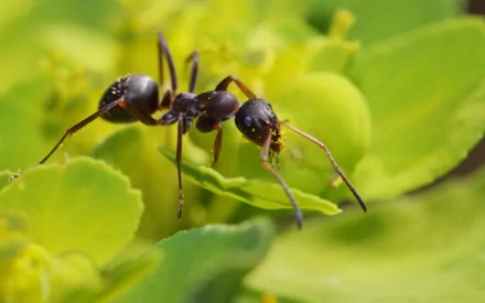 Close-up of an ant on vivid green leaves, animal macro shot rendered as a 2K Quad HD PC desktop wallpaper and background.