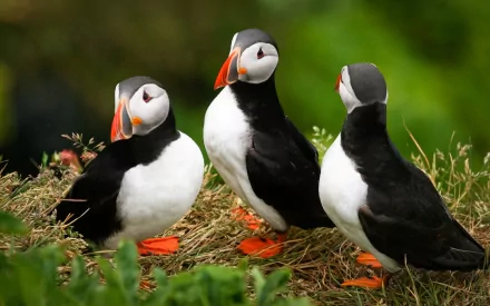 Three Atlantic puffins perched on a grassy patch, captured in HD clarity, showcasing their vibrant beaks and striking black and white plumage.
