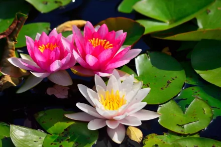 Vibrant pink and white water lilies blooming amidst green lily pads in a serene natural setting, captured in stunning 4K Ultra HD detail.
