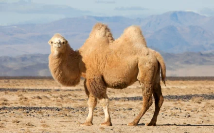 A Bactrian camel stands in a vast arid landscape, showcasing its distinctive two humps against a backdrop of distant mountains. An engaging HD desktop wallpaper.