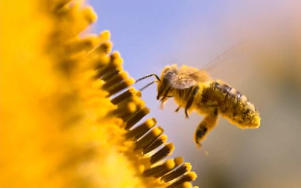 HD desktop wallpaper showing a close-up of a bee in flight near a vibrant yellow flower.