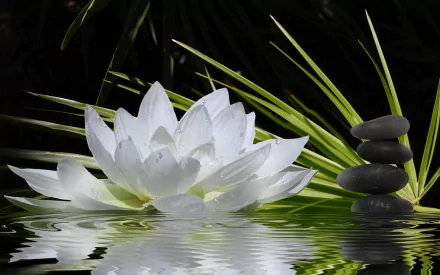 A serene HD wallpaper featuring a white lotus flower floating on water, surrounded by green leaves and stacked stones, embodying a peaceful, zen-like atmosphere.