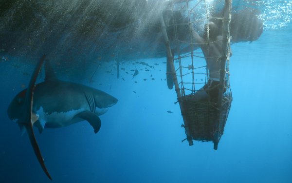 Movie Kon-Tiki Shark Ocean Underwater HD Wallpaper | Background Image