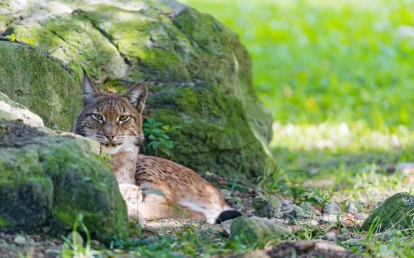Animal Lynx Cats HD Wallpaper | Background Image