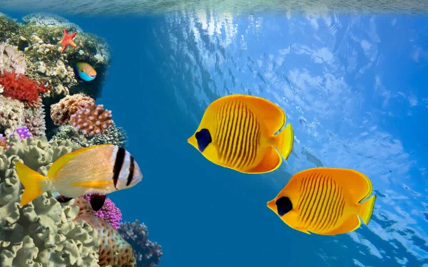 Vibrant butterflyfish swim among colorful coral, creating a stunning underwater scene. This HD desktop wallpaper showcases the beauty of marine life in vivid detail.
