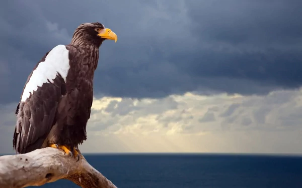 bird Animal Steller's Sea Eagle HD Desktop Wallpaper | Background Image