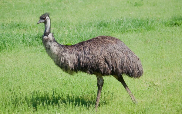 Emu (animal) standing on bright green grass in a 2K Quad HD PC desktop wallpaper background.