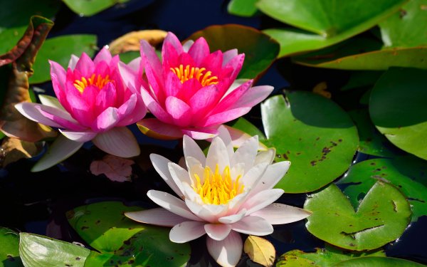 Nature Water Lily Flowers Flower Pink Flower White Flower HD Wallpaper | Background Image