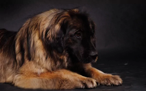 Close-up HD desktop wallpaper of a Leonberger dog resting against a dark background, highlighting its thick fur and calm expression.