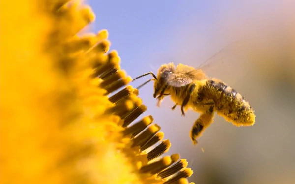 HD desktop wallpaper showing a close-up of a bee in flight near a vibrant yellow flower.