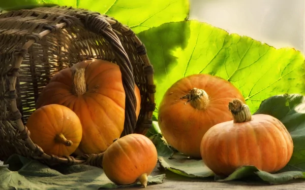 food pumpkin HD Desktop Wallpaper | Background Image