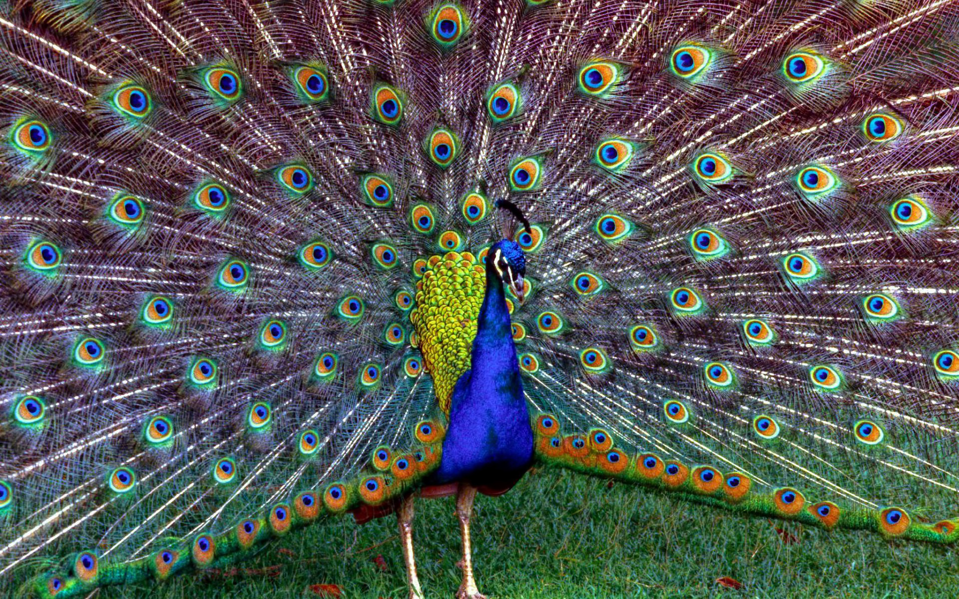 Download Animal Peacock HD Wallpaper