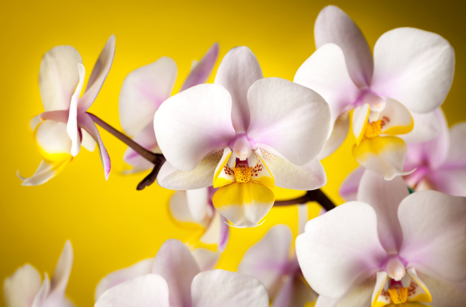 4K Orchid Serenity — Ultra HD Nature Wallpaper | 4000x2635 | Wallpaper ...