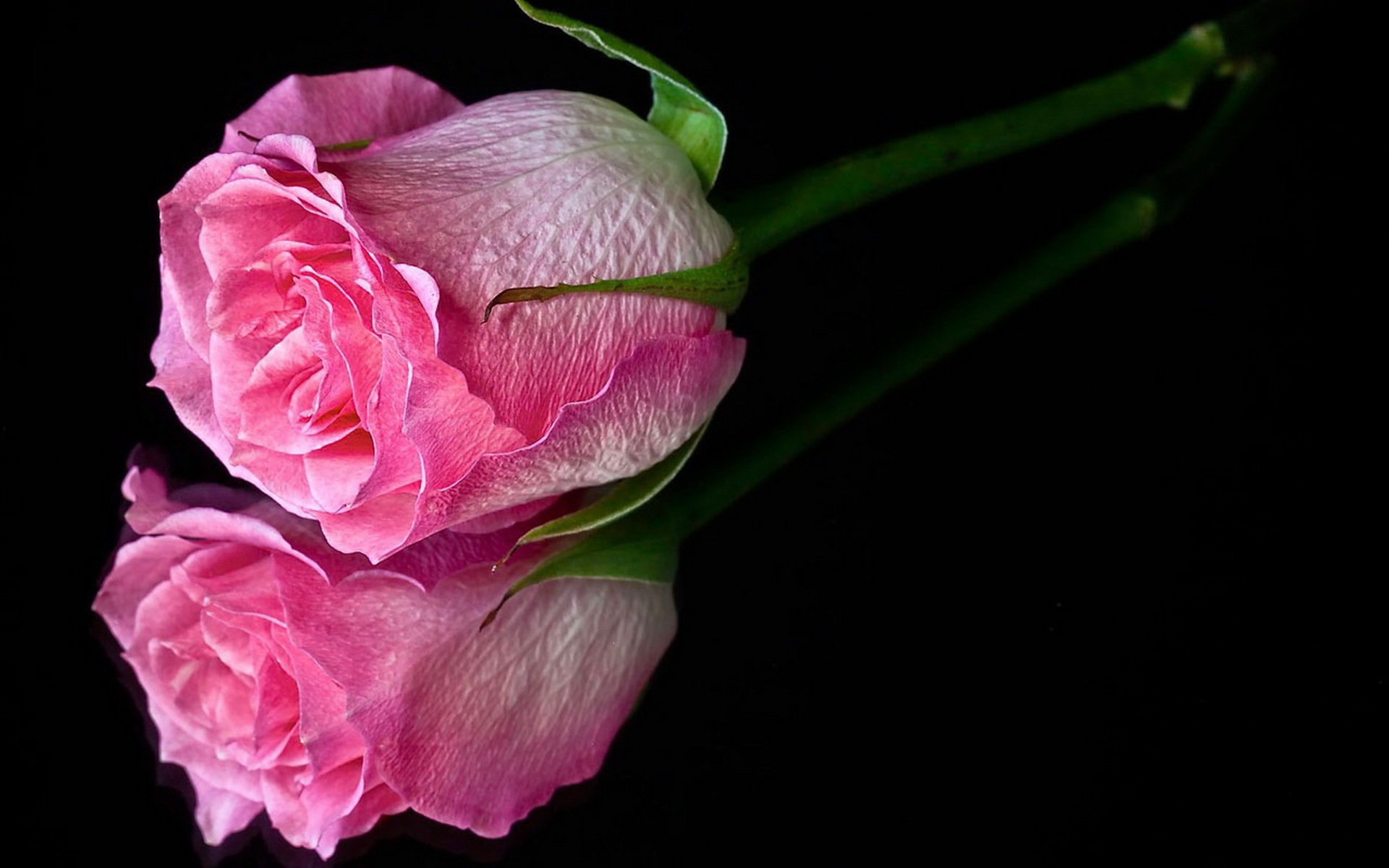 Close-up of a pink rose with its reflection on a glossy surface, captured in high definition as a nature-themed PC desktop wallpaper.