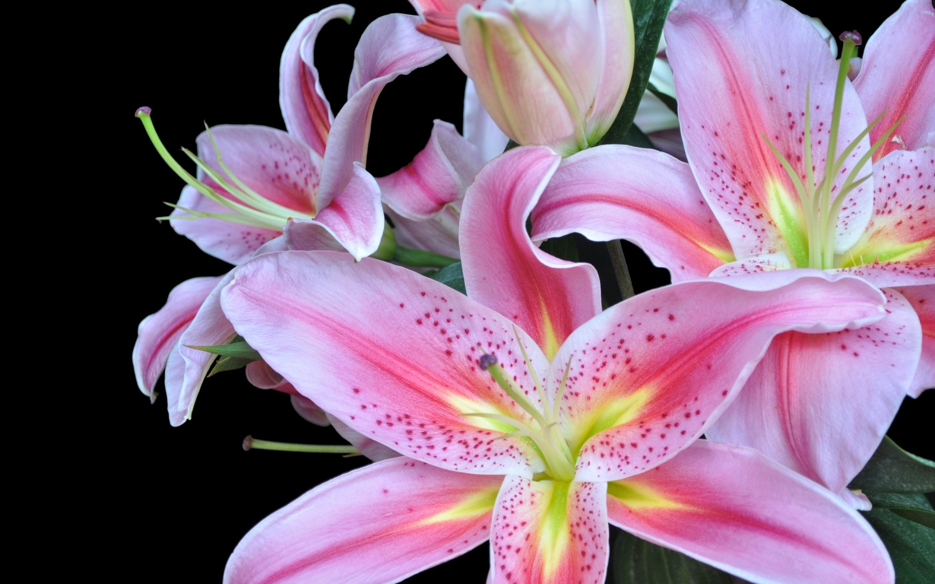 Download Flower Nature Lily HD Wallpaper