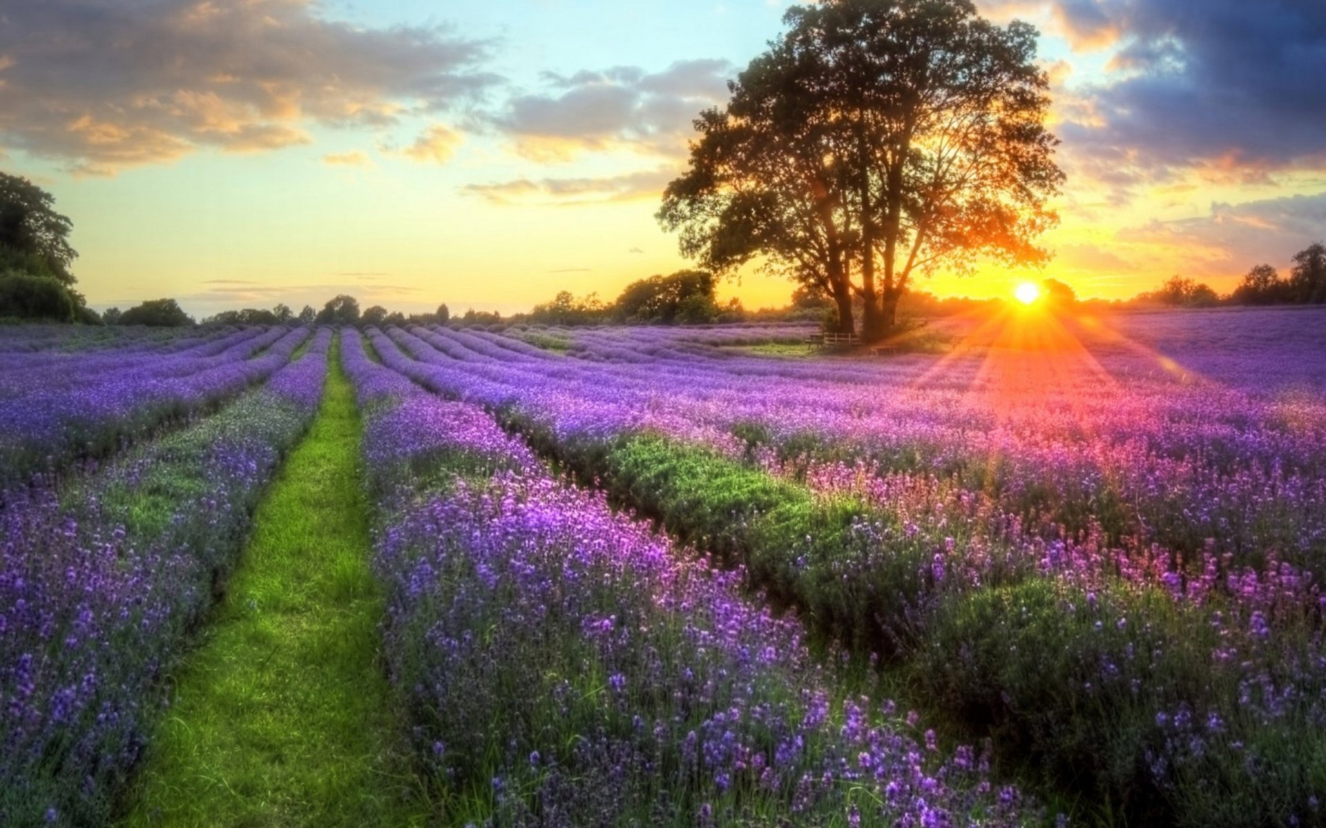 A serene nature HD desktop wallpaper featuring vibrant purple flowers in a field with sunbeams breaking through trees at sunset.