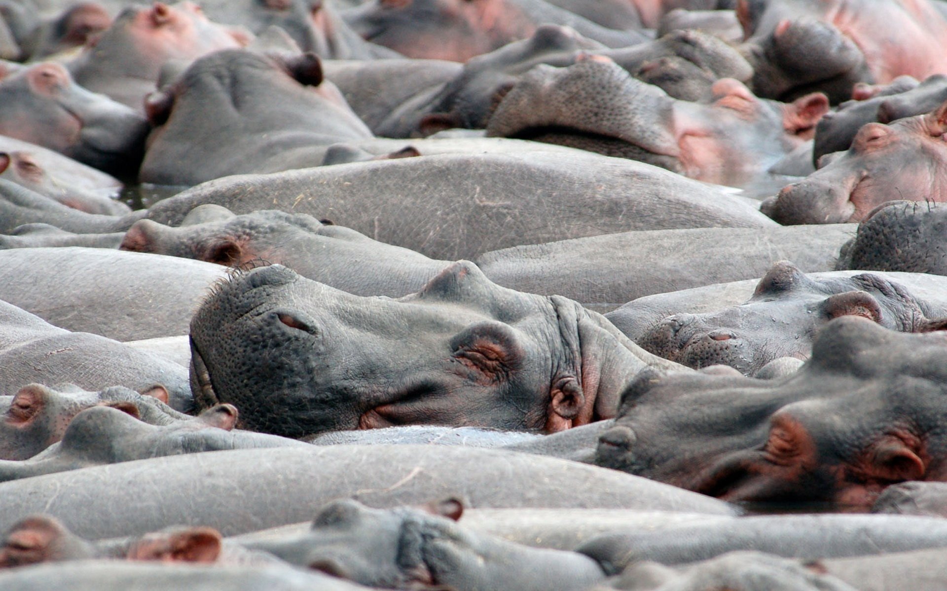 Download Animal Hippo HD Wallpaper