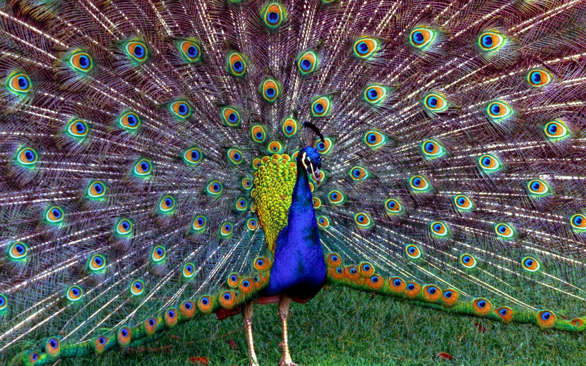 Download Animal Peacock HD Wallpaper