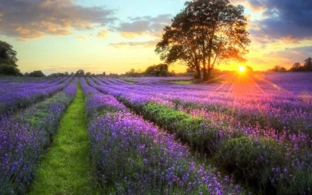 A serene nature HD desktop wallpaper featuring vibrant purple flowers in a field with sunbeams breaking through trees at sunset.