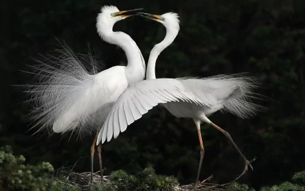 Two elegant white egrets with fanned feathers interact gracefully against a dark background, captured in this HD PC desktop wallpaper and animal image.