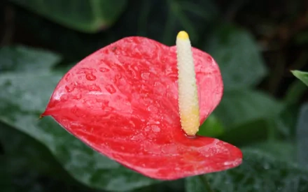 Red anthurium close-up with raindrops and pale spadix against lush green leaves — 2K Quad HD PC desktop wallpaper and background.