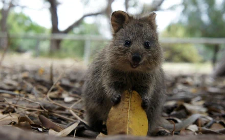 HD desktop wallpaper featuring a close-up of a quokka sitting on dry leaves in a natural outdoor setting.