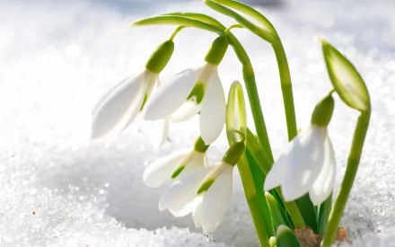 Close-up of delicate snowdrop flowers emerging from snow, showcasing nature's early bloom in HD quality, designed as a crisp PC desktop wallpaper and background.