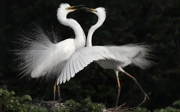 Two elegant white egrets with fanned feathers interact gracefully against a dark background, captured in this HD PC desktop wallpaper and animal image.