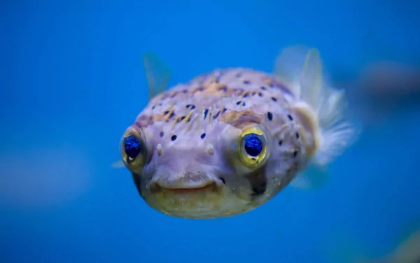 HD desktop wallpaper featuring a close-up of a pufferfish with vibrant blue eyes against a deep blue aquatic background.