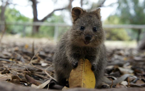 HD desktop wallpaper featuring a close-up of a quokka sitting on dry leaves in a natural outdoor setting.