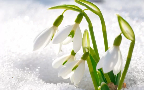 Close-up of delicate snowdrop flowers emerging from snow, showcasing nature's early bloom in HD quality, designed as a crisp PC desktop wallpaper and background.