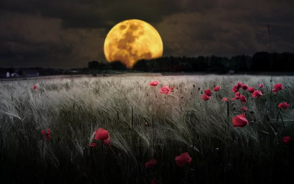 HD desktop wallpaper and background featuring a serene natural scene with a full moon rising over a field of red poppies.