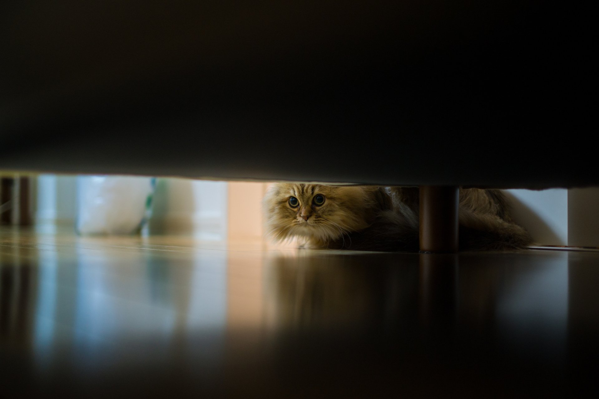 HD PC desktop wallpaper showing a cat peeking out from under a piece of furniture, with soft lighting and a reflective floor surface.