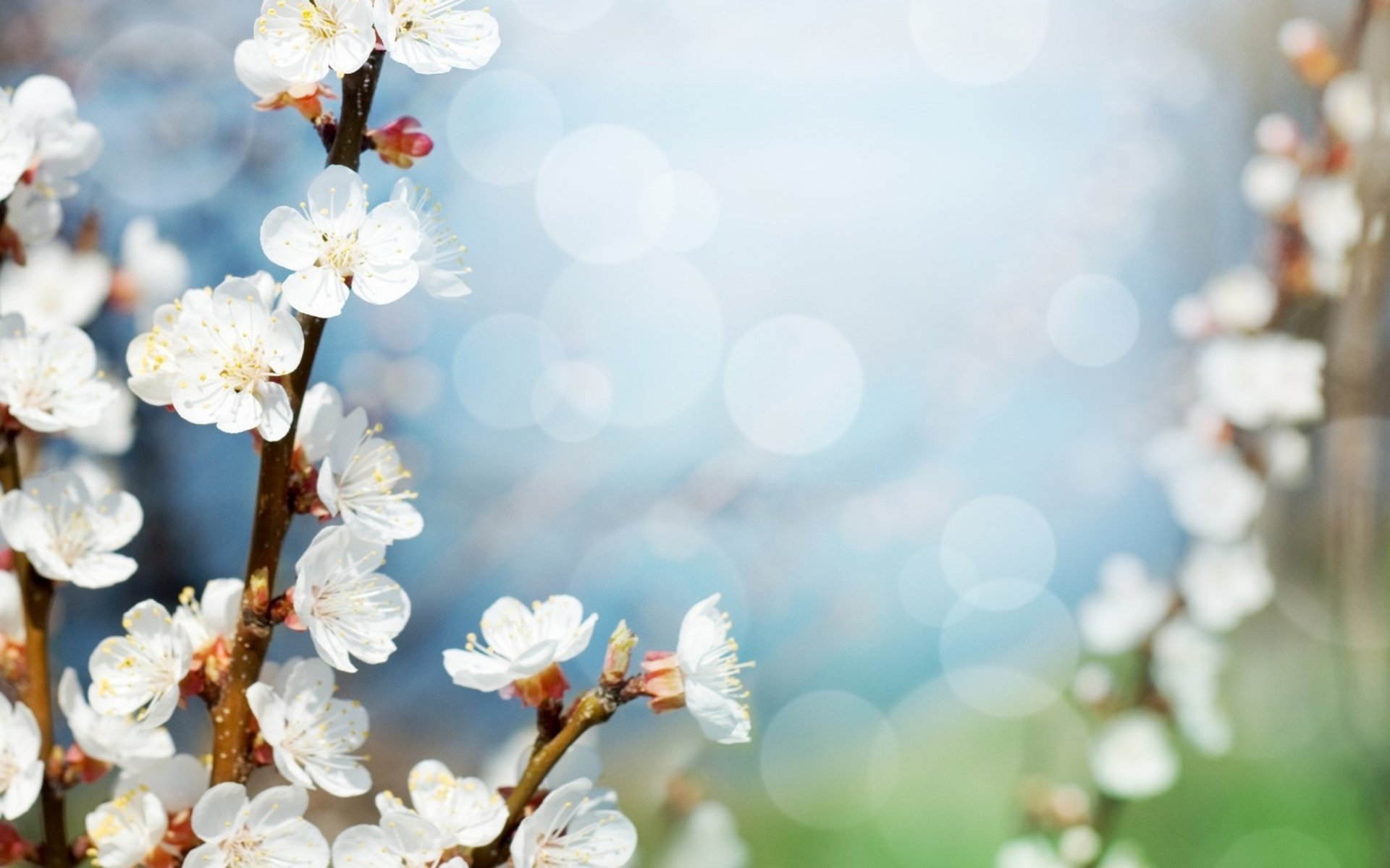 A serene HD desktop wallpaper featuring delicate white blossoms against a soft blurred background, capturing the essence of nature in full bloom.