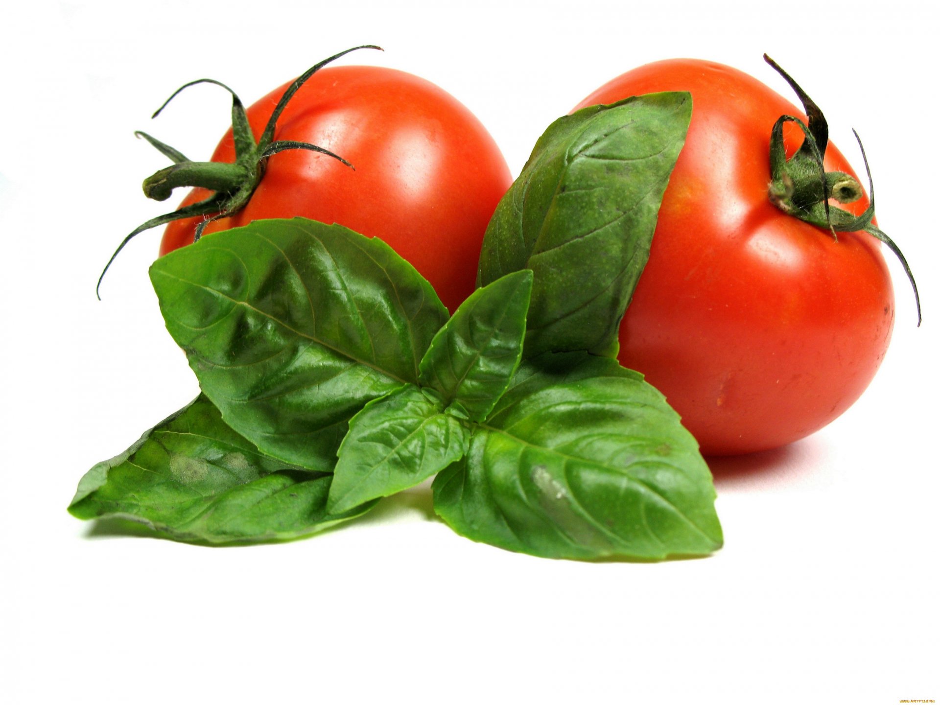 HD PC desktop wallpaper featuring two ripe red tomatoes alongside fresh green basil leaves on a white background.