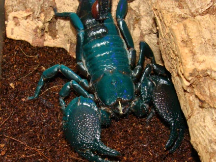 HD desktop wallpaper featuring a vibrant blue scorpion on dark soil next to light-colored rocks, tagged with Animal and scorpion.