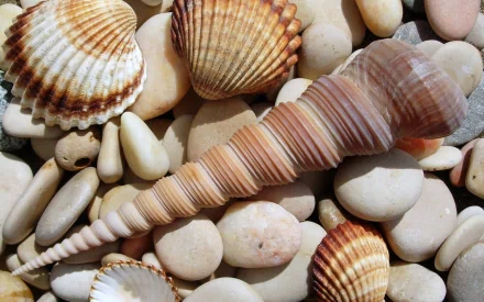 HD PC desktop wallpaper showing a nature shell scene: a long spiral conch and scallop shells resting on smooth pale beach pebbles in warm, natural tones.