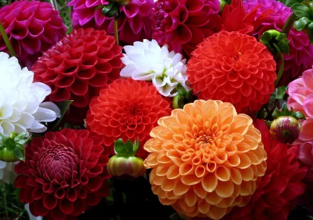 A vibrant display of colorful dahlias in shades of red, orange, white, and pink, showcasing the beauty of nature. This HD wallpaper brings floral elegance to any desktop.